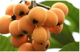 ffa医学上是什么意思