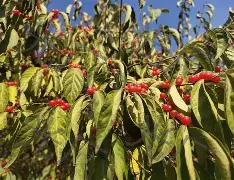 ffa医学上是什么意思